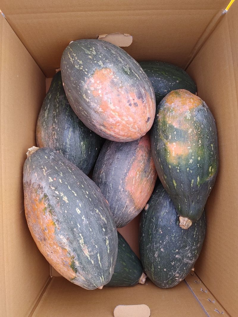 장터 상품 [만차랑 단호박 10kg] 썸네일