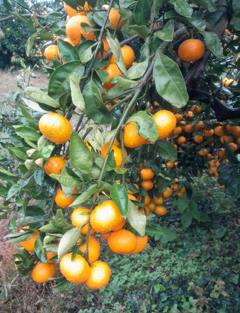 대정골귤꽃농원님의 장터 판매 상품 [대정 고당도 조생귤 10키로] 첨부 사진