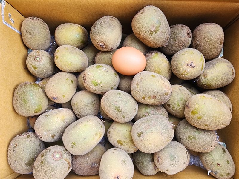 돌하루방농원(이미정님의 장터 판매 상품 [골드키위 5키로] 첨부 사진