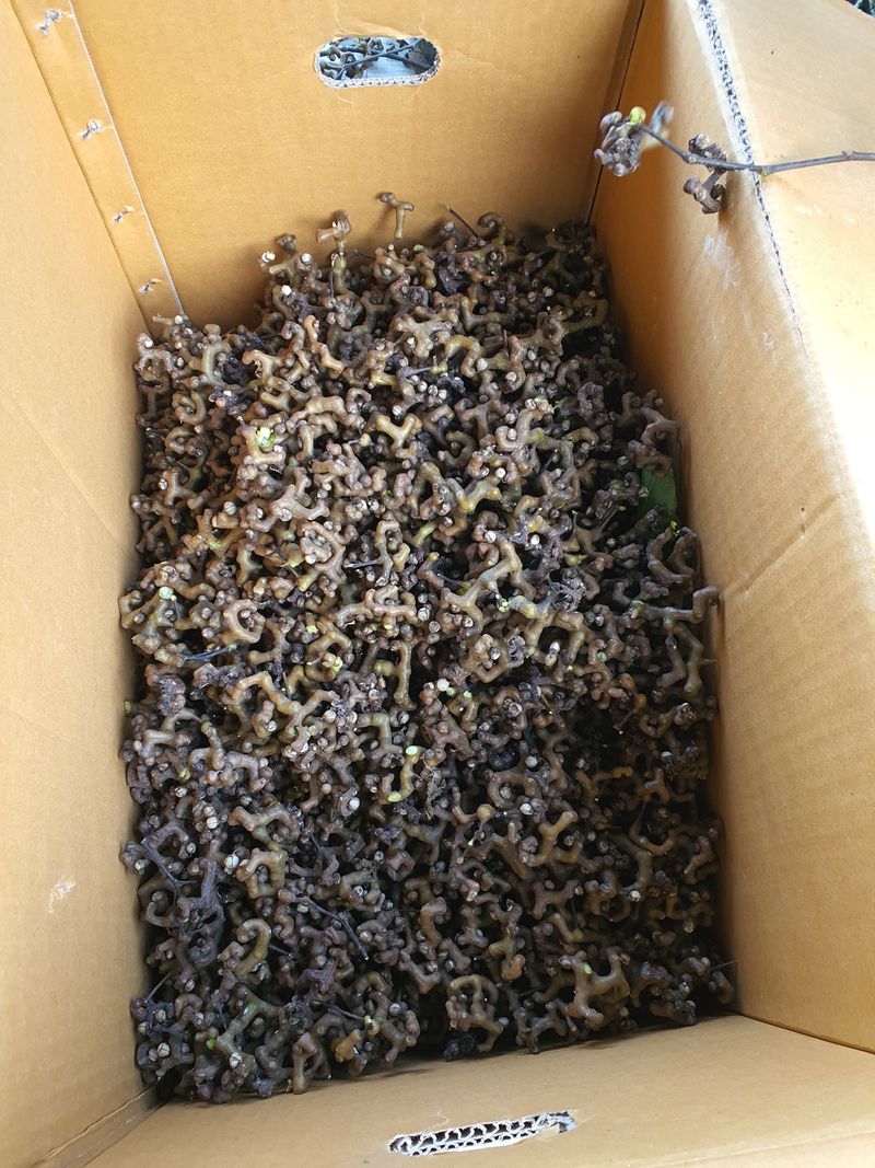 장터 상품 [헛개나무 생열매 1kg당] 썸네일