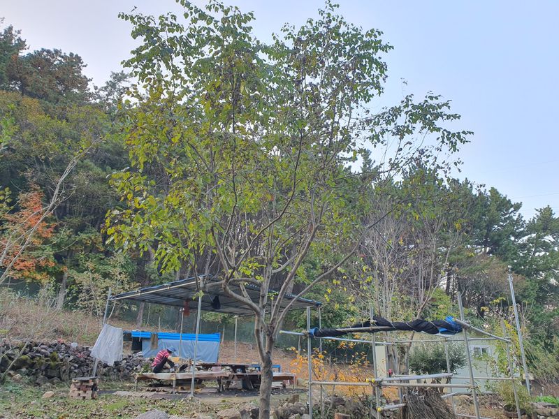 이용우님의 장터 판매 상품 [헛개나무 생열매 1kg당] 첨부 사진