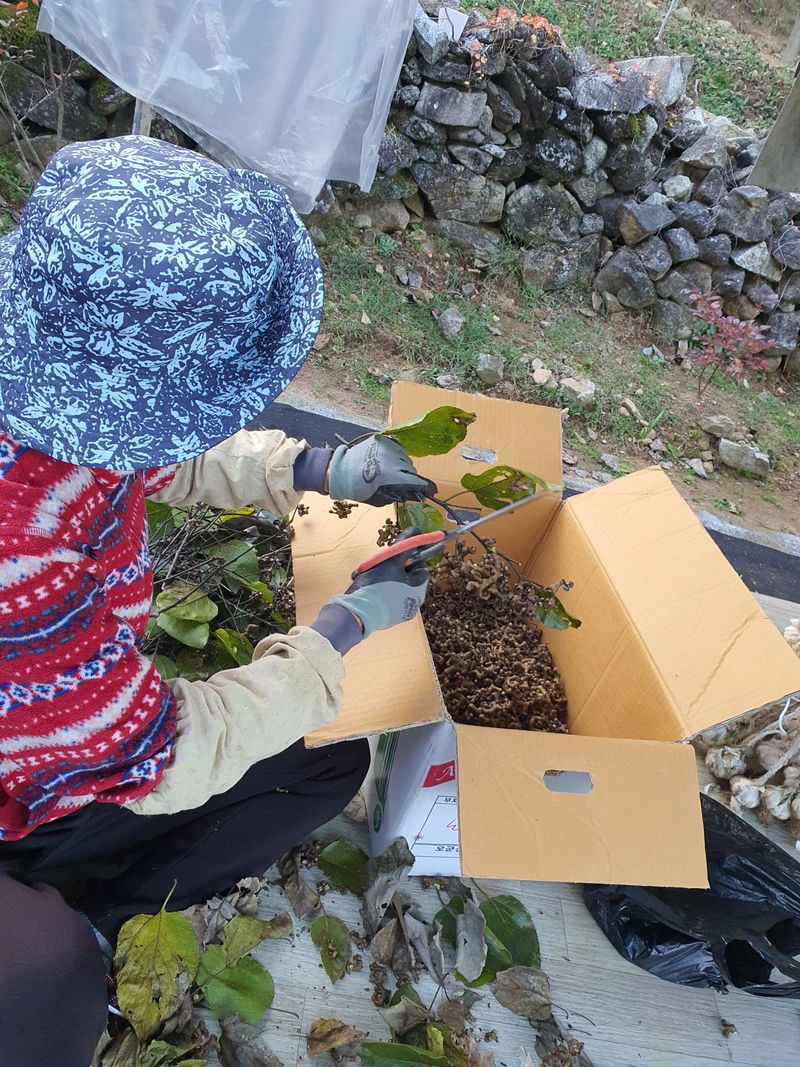 이용우님의 장터 판매 상품 [헛개나무 생열매 1kg당] 첨부 사진