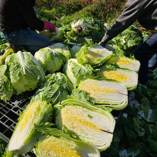 백용기님의 자유주제 · 자유게시판 작성글 사진