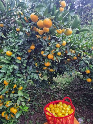 부금리(금강농원)님의 자유주제 · 자유게시판 작성글 사진