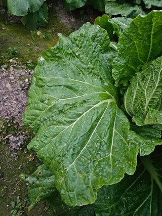 그린님의 배추 · 병해충상담 작성글 사진