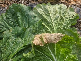 그린님의 배추 · 병해충상담 작성글 사진