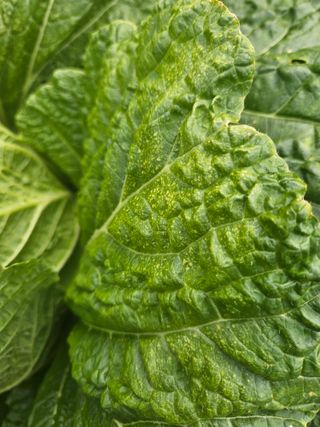 그린님의 배추 · 병해충상담 작성글 사진