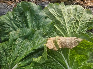 그린님의 배추 · 병해충상담 작성글 사진