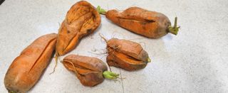 동동이님의 농사를 망친 작은 실수들 · 참여글 작성글 사진