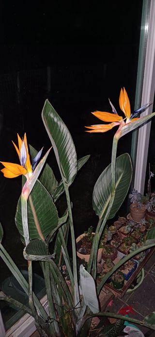 삼성농산님의 자유주제 · 자유게시판 작성글 사진