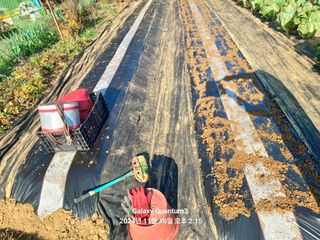 전진규.해돋이님의 마늘 · 영농일지 작성글 사진