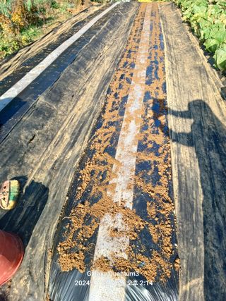 전진규.해돋이님의 마늘 · 영농일지 작성글 사진