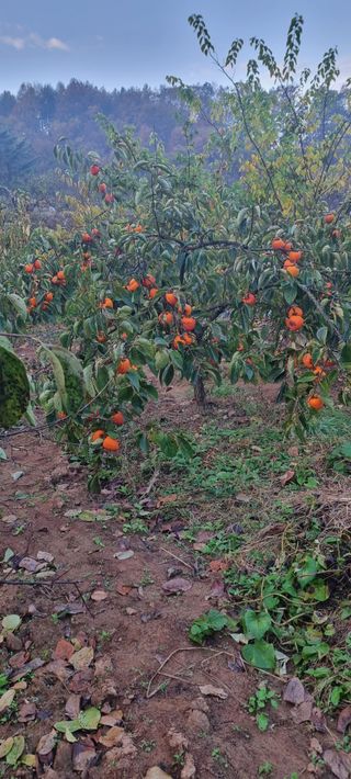 양반님의 자유주제 · 자유게시판 작성글 사진