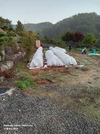 송인경님의 기타작물 · 영농일지 작성글 사진