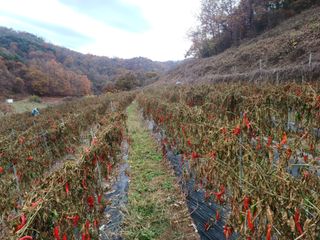 오영도님의 자유주제 · 자유게시판 작성글 사진