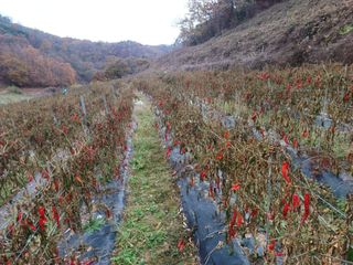 오영도님의 자유주제 · 자유게시판 작성글 사진