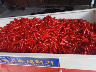 오영도님의 자유주제 · 자유게시판 작성글 사진