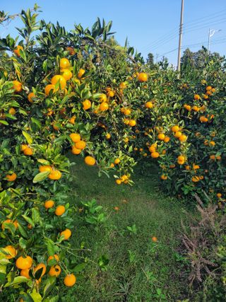 서귀포달코롬감귤농원님의 귤 · 일상 작성글 사진