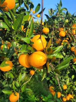 서귀포달코롬감귤농원님의 귤 · 일상 작성글 사진
