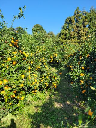 서귀포달코롬감귤농원님의 귤 · 일상 작성글 사진