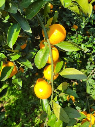 서귀포달코롬감귤농원님의 귤 · 일상 작성글 사진