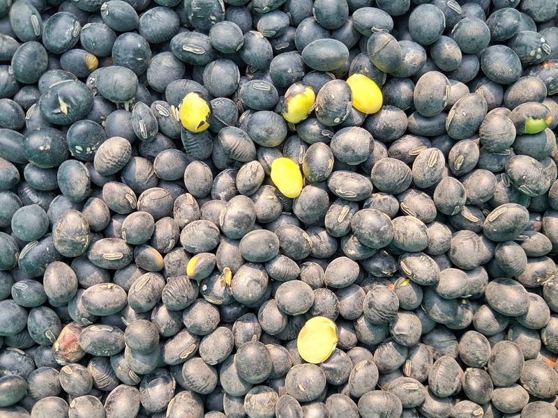 장터 상품 [24년산 속청서리태 ] 썸네일