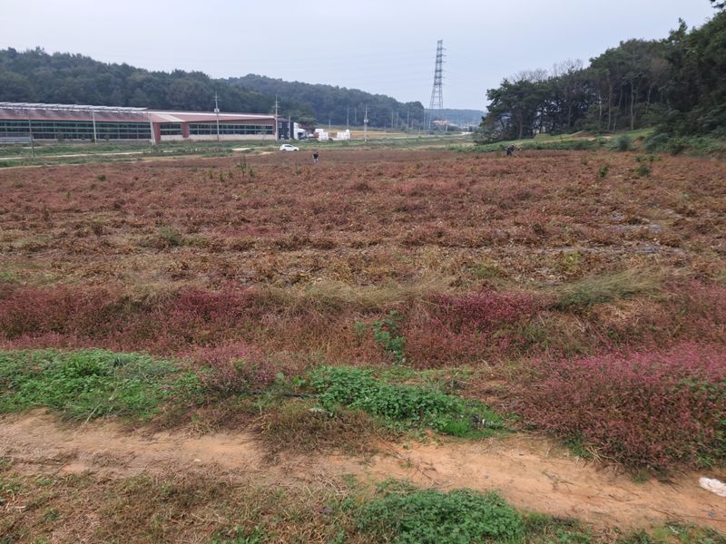 김상호님의 장터 판매 상품 [24년산 속청서리태 ] 첨부 사진