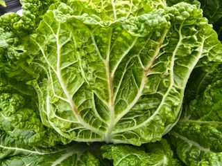 준수님의 배추 · 병해충상담 작성글 사진