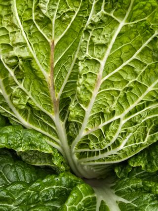 준수님의 배추 · 병해충상담 작성글 사진