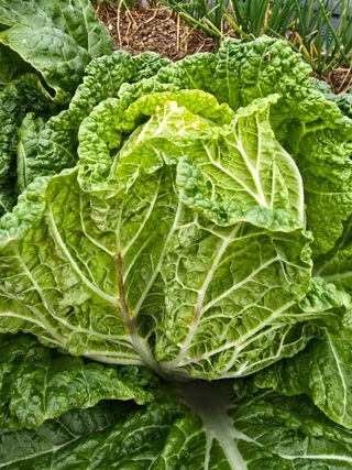 준수님의 배추 · 병해충상담 작성글 사진