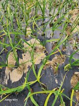 팜모닝 농사, 무엇이든 물어보세요!·참여글 게시글 이미지