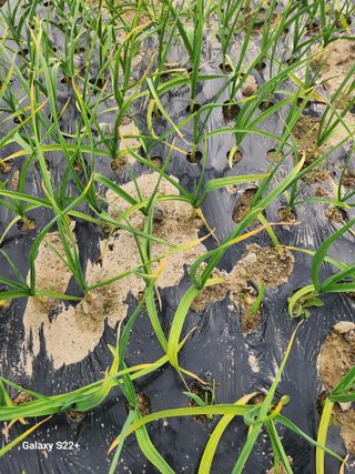 이봉한 님의 농사, 무엇이든 물어보세요! · 참여글 작성글 사진