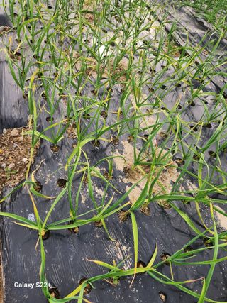 이봉한 님의 농사, 무엇이든 물어보세요! · 참여글 작성글 사진