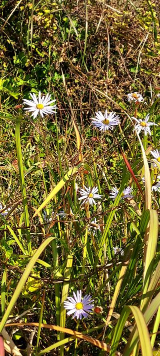 안재성님의 자유주제 · 사진전 작성글 사진