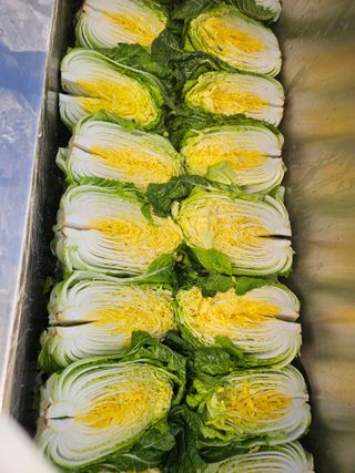 왕자농원님의 자유주제 · 자유게시판 작성글 사진