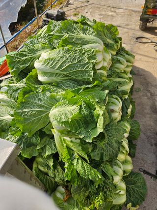 왕자농원님의 자유주제 · 자유게시판 작성글 사진