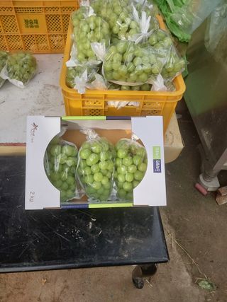 장종일님의 포도 · 자유게시판 작성글 사진