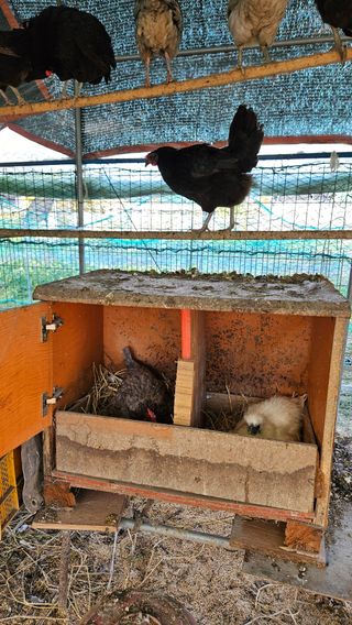 어설픈촌넘님의 자유주제 · 자유게시판 작성글 사진