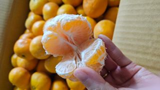 필라댄스농부님의 자유주제 · 자유게시판 작성글 사진