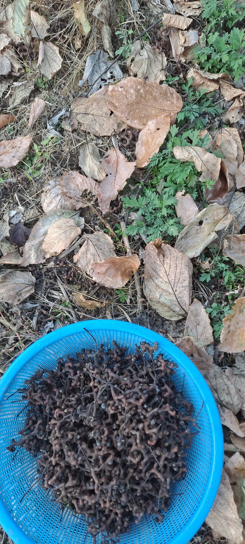 백순분님의 장터 판매 상품 [헛개열매] 첨부 사진