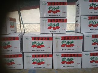 농부님의 고구마 · 영농일지 작성글 사진