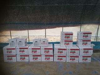 농부님의 고구마 · 영농일지 작성글 사진