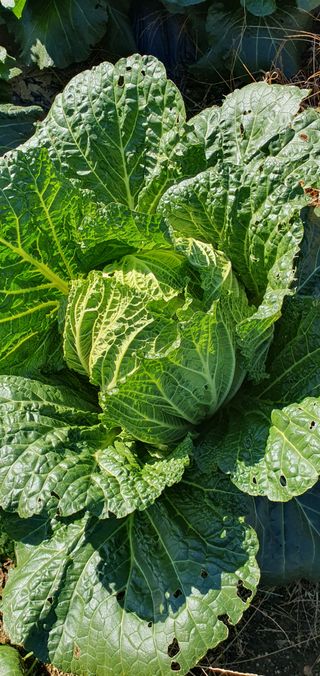 차니♥찬기님의 작성글 사진