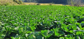 차니♥찬기님의 작성글 사진