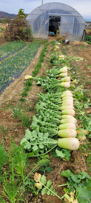 살구15128님의 기타작물 · 영농일지 작성글 사진