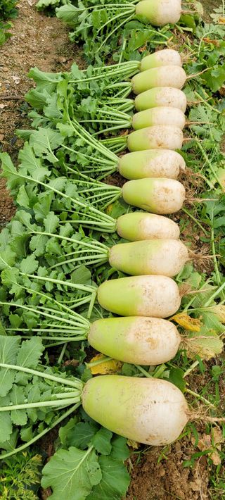 살구15128님의 기타작물 · 영농일지 작성글 사진