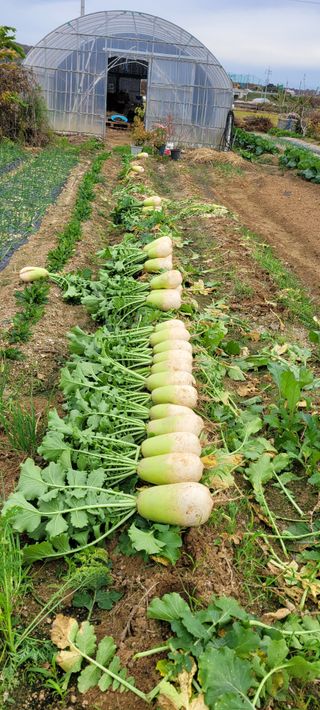 살구15128님의 기타작물 · 영농일지 작성글 사진