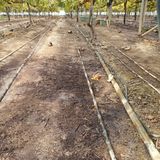 팜모닝 포도·영농일지 게시글 이미지