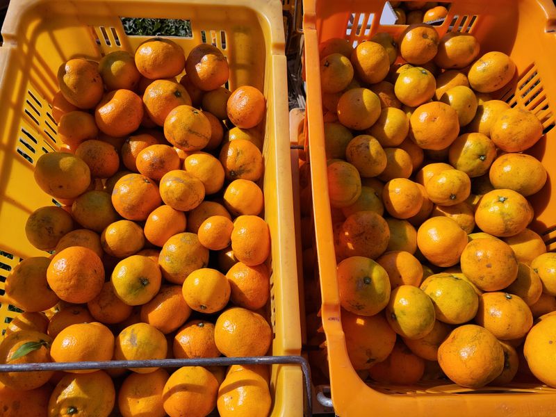 강경한님의 장터 판매 상품 [유기농귤 10kg 판매완료] 첨부 사진