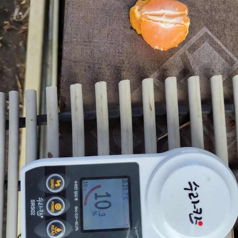 강경한님의 장터 판매 상품 [유기농귤 10kg 판매완료] 첨부 사진